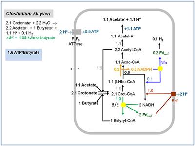 Flavin-Based Electron Bifurcation, Ferredoxin, Flavodoxin, and Anaerobic Respiration With Protons (Ech) or NAD+ (Rnf) as Electron Acceptors: A Historical Review